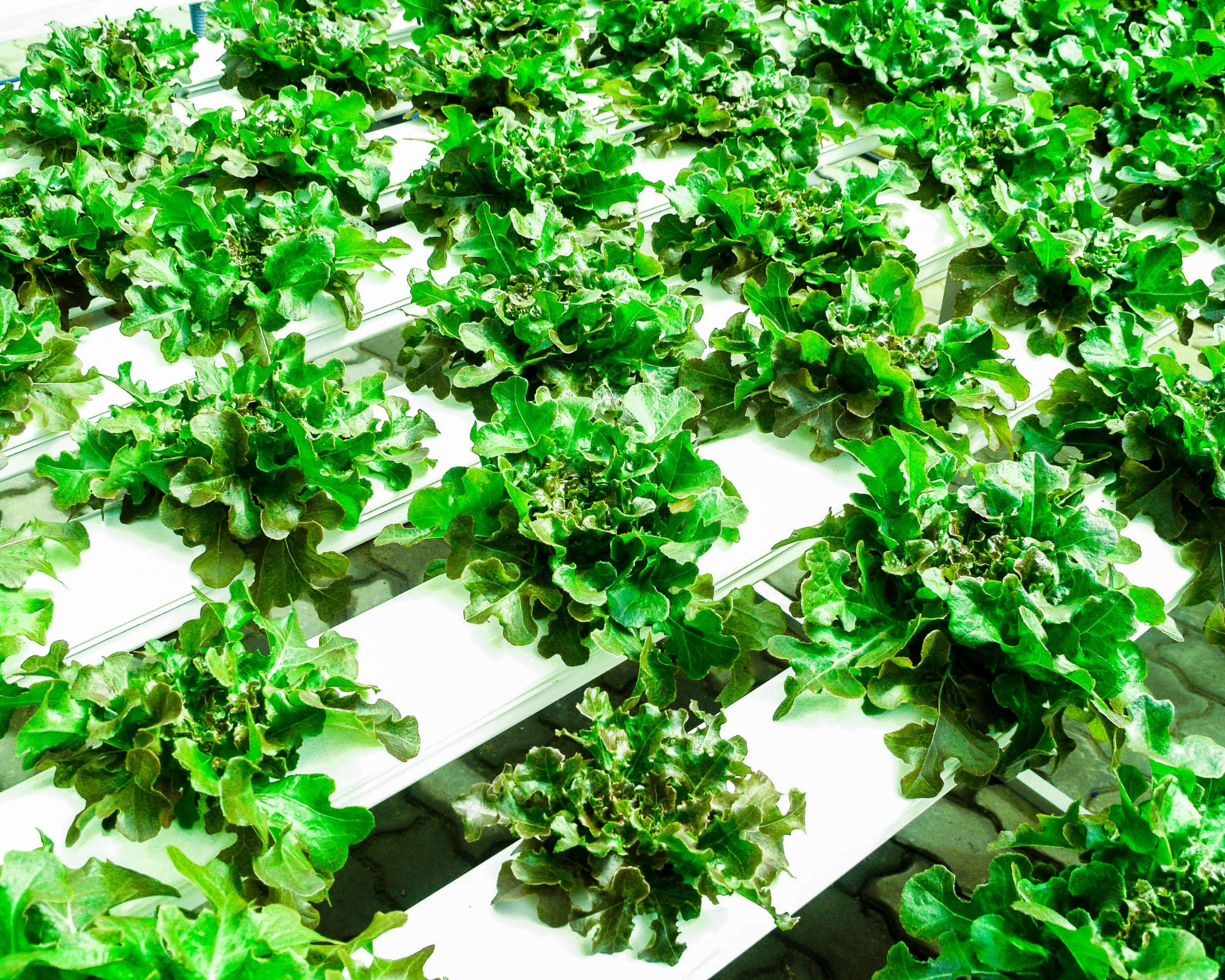 lettuce (1)