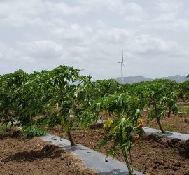 20210708_090939 Santa Isabel, Puerto Rico